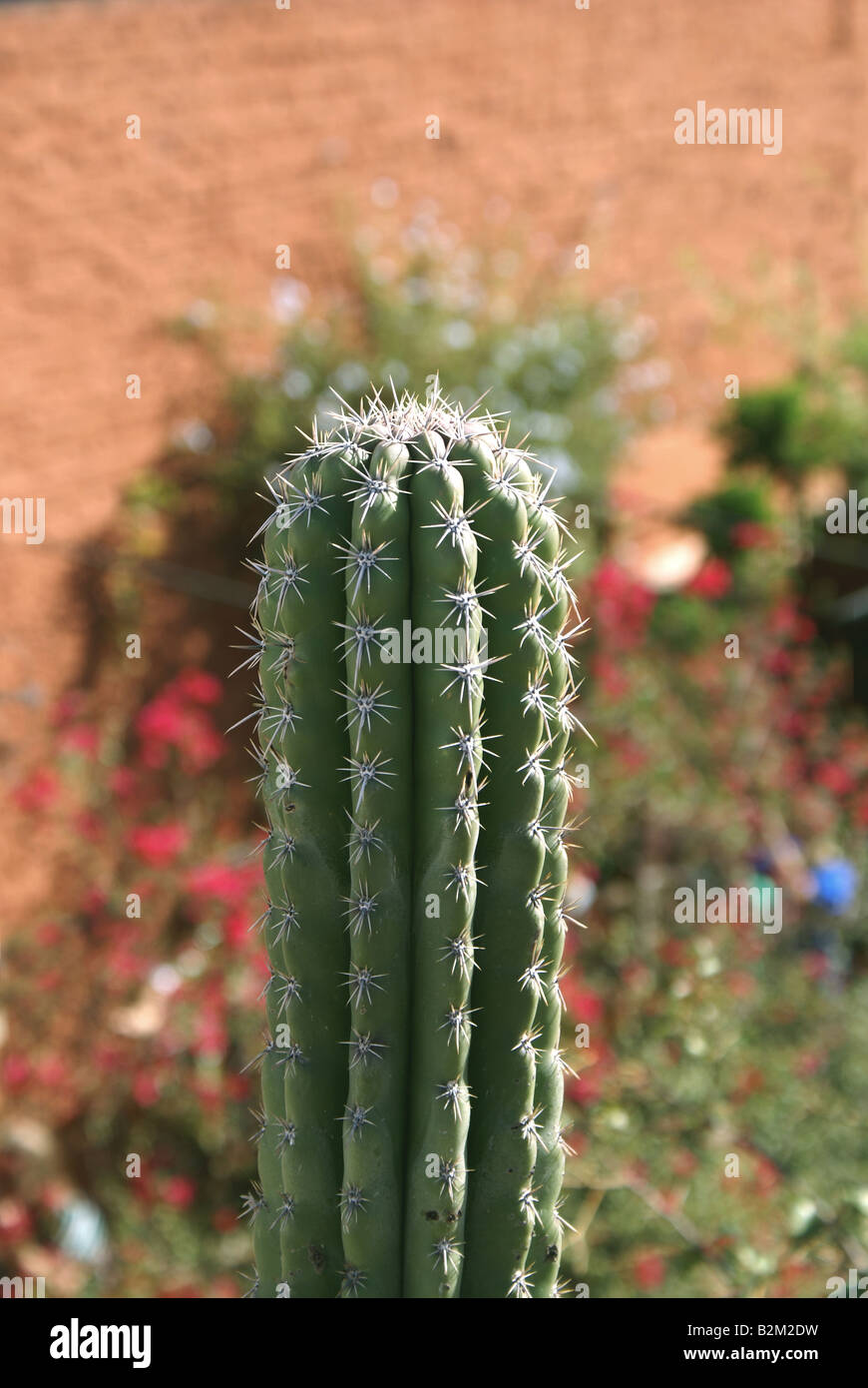 Cactus plants in Mexico Stock Photo - Alamy