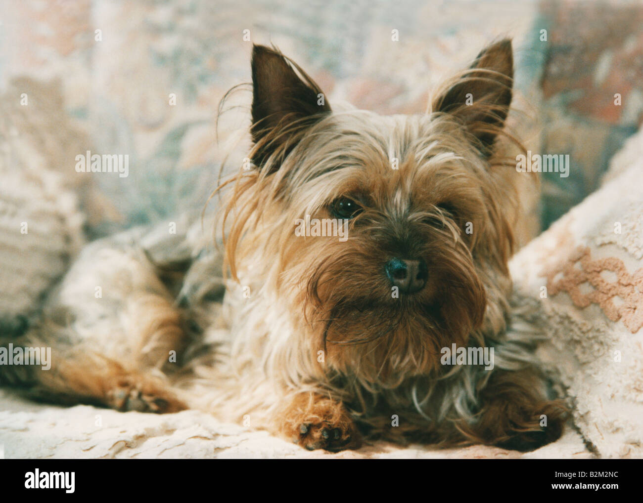 Yorkshire terrier dog looking rather cute Stock Photo