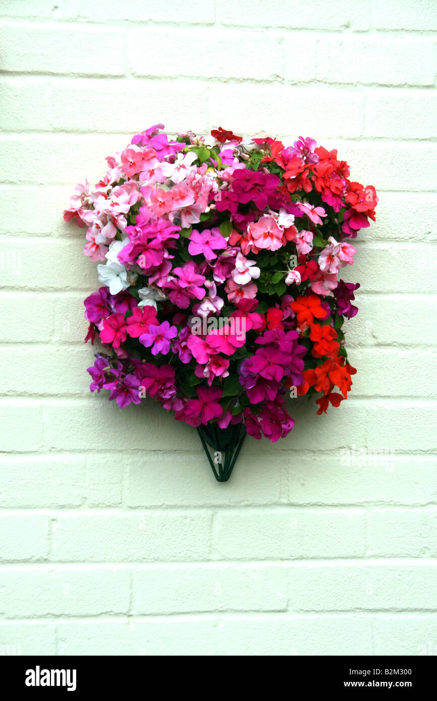 A COLOURFUL WALL MOUNTED CONTAINER FILLED WITH IMPATIENS. Stock Photo