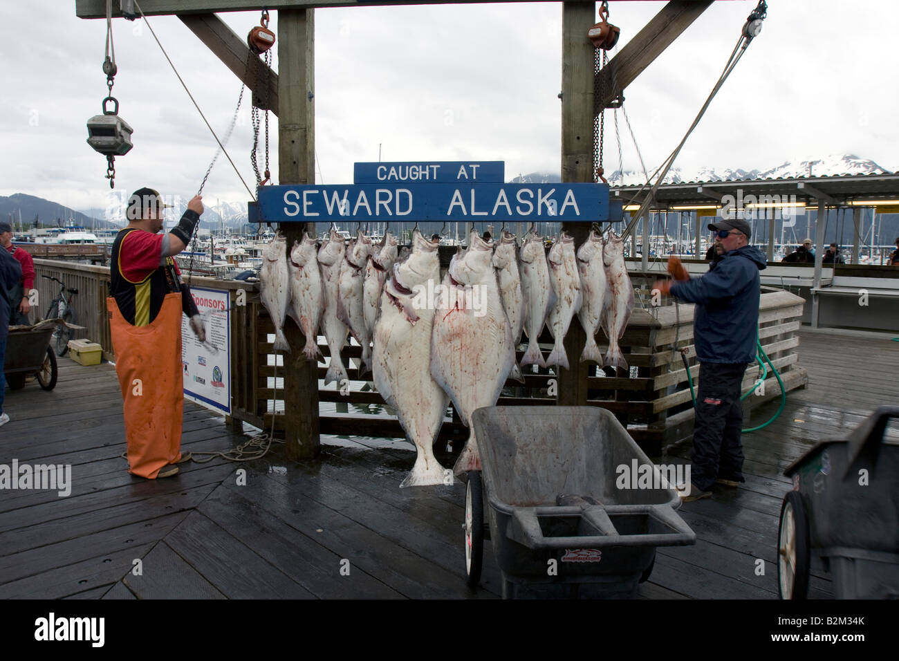 Weighing fish hi-res stock photography and images - Alamy