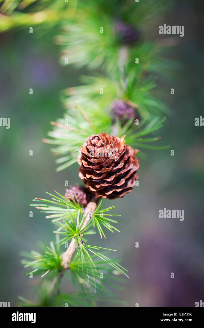 Pine cone on a pinus branch with green needles Stock Photo