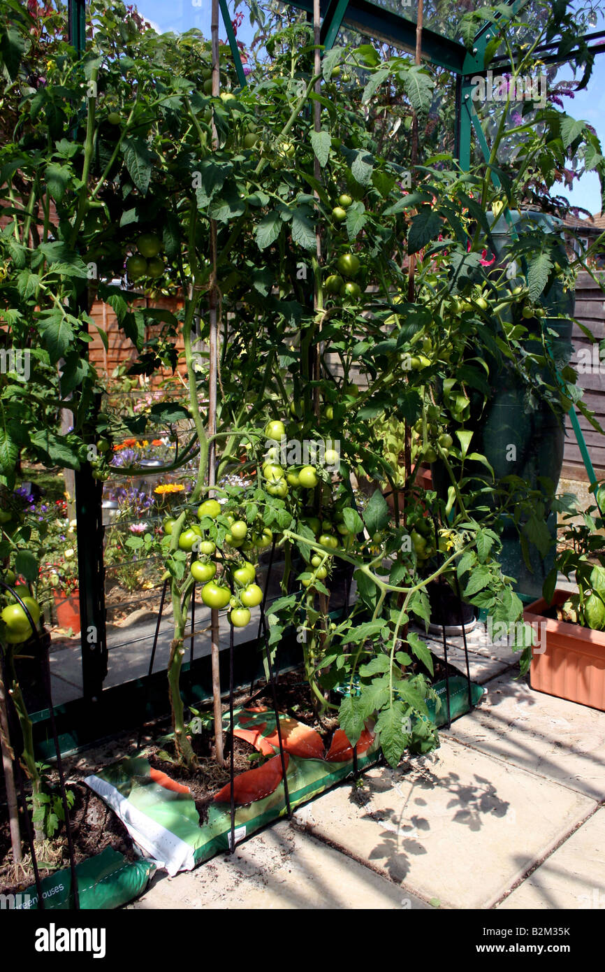 GREENHOUSE GROWBAG GROWN MONEYMAKER TOMATOES ON THE VINE Stock Photo