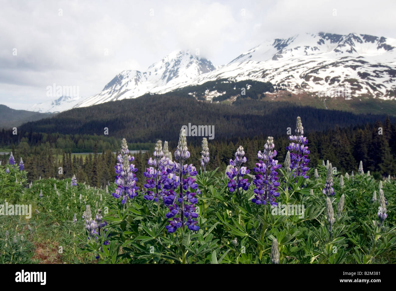 Mountain scene Kenai Fjords National Park, Kenai Peninsula Alaska Stock Photo
