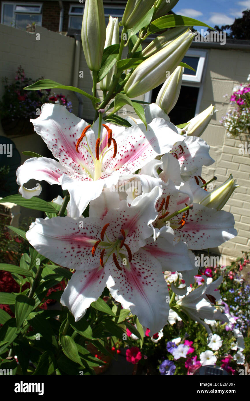 White and pink oriental lilies hi-res stock photography and images - Alamy