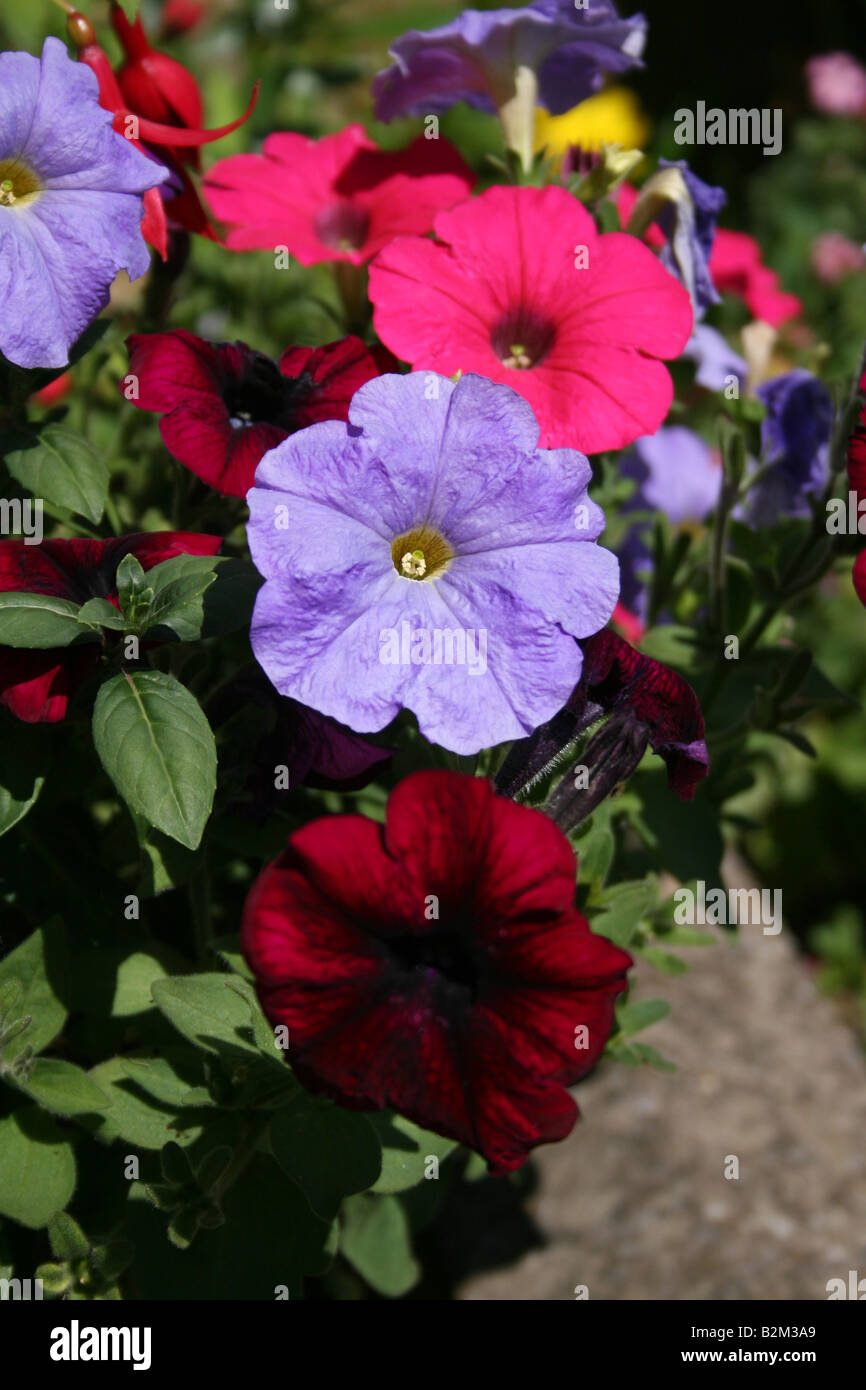 Petunia prism hi-res stock photography and images - Alamy