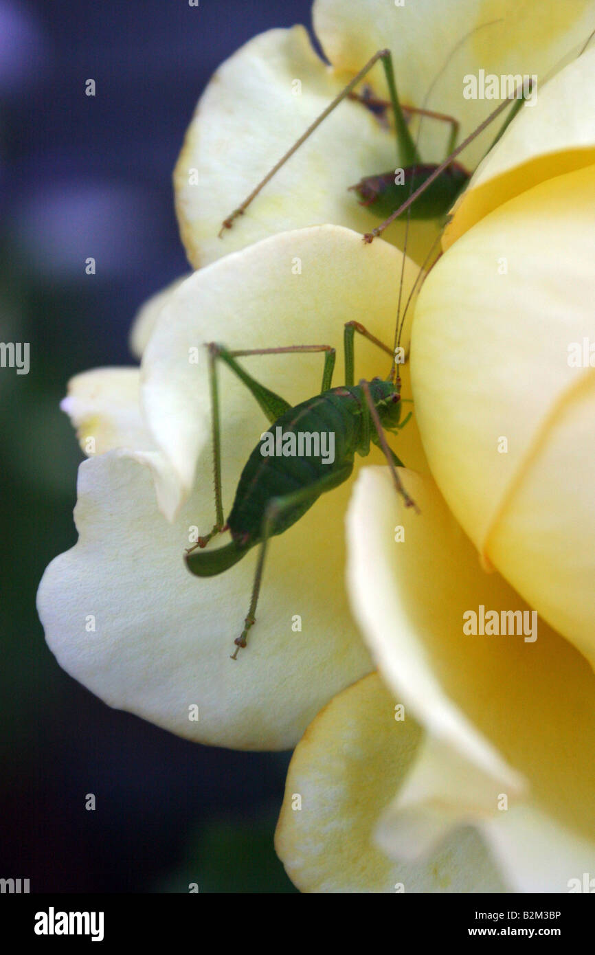 STANDING ON A ROSE PETAL Stock Photo Alamy