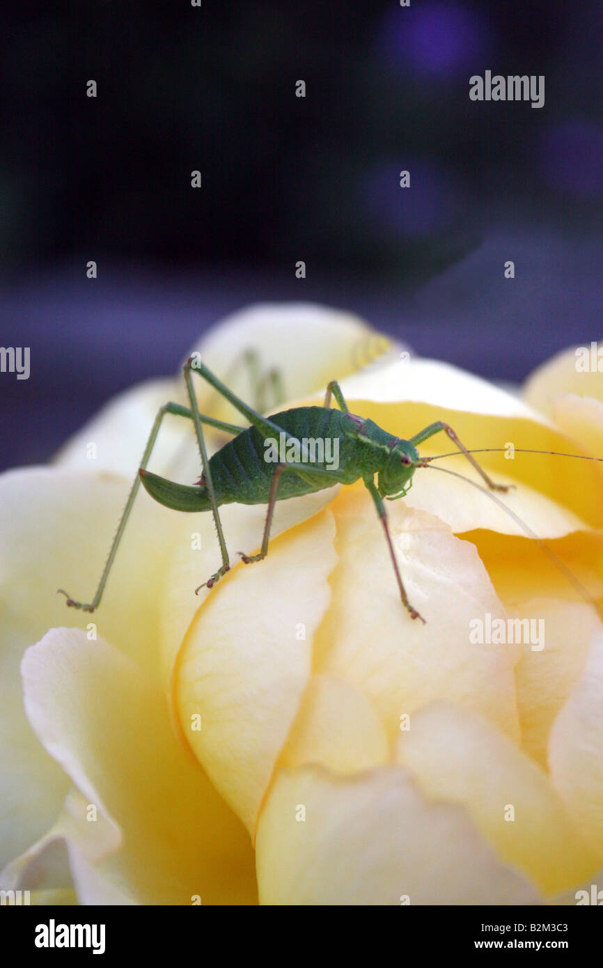 STANDING ON A ROSE PETAL Stock Photo Alamy