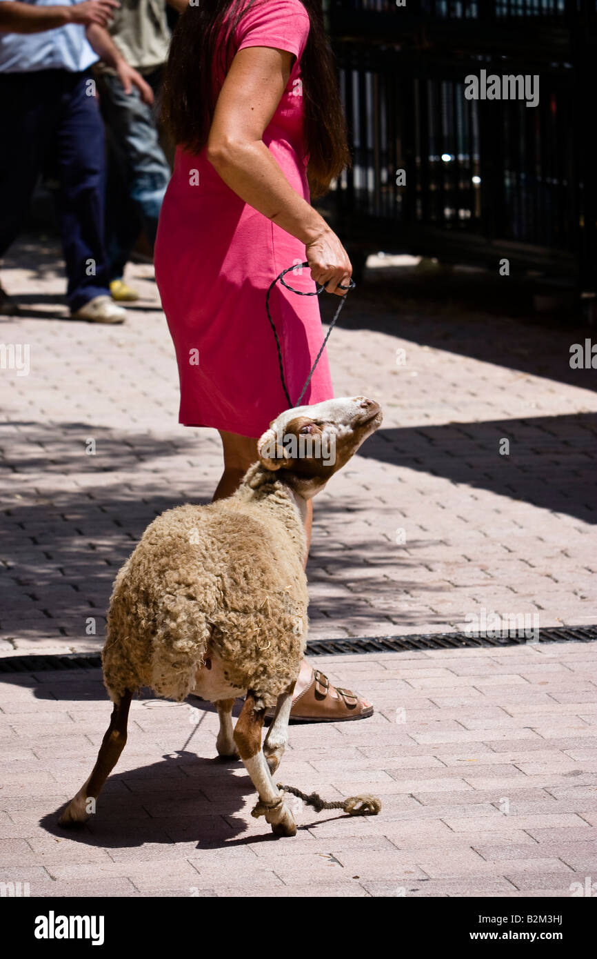 Woman trails a purchased sheep home after the farmer's market in Sineu, Majorca, Balearic Islands, Spain Stock Photo