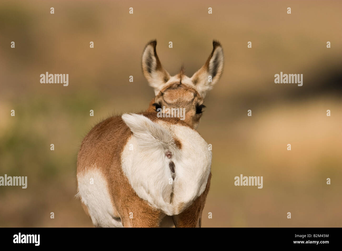 Pronghorn Antelope (Antilocapra americana) looking straight back over