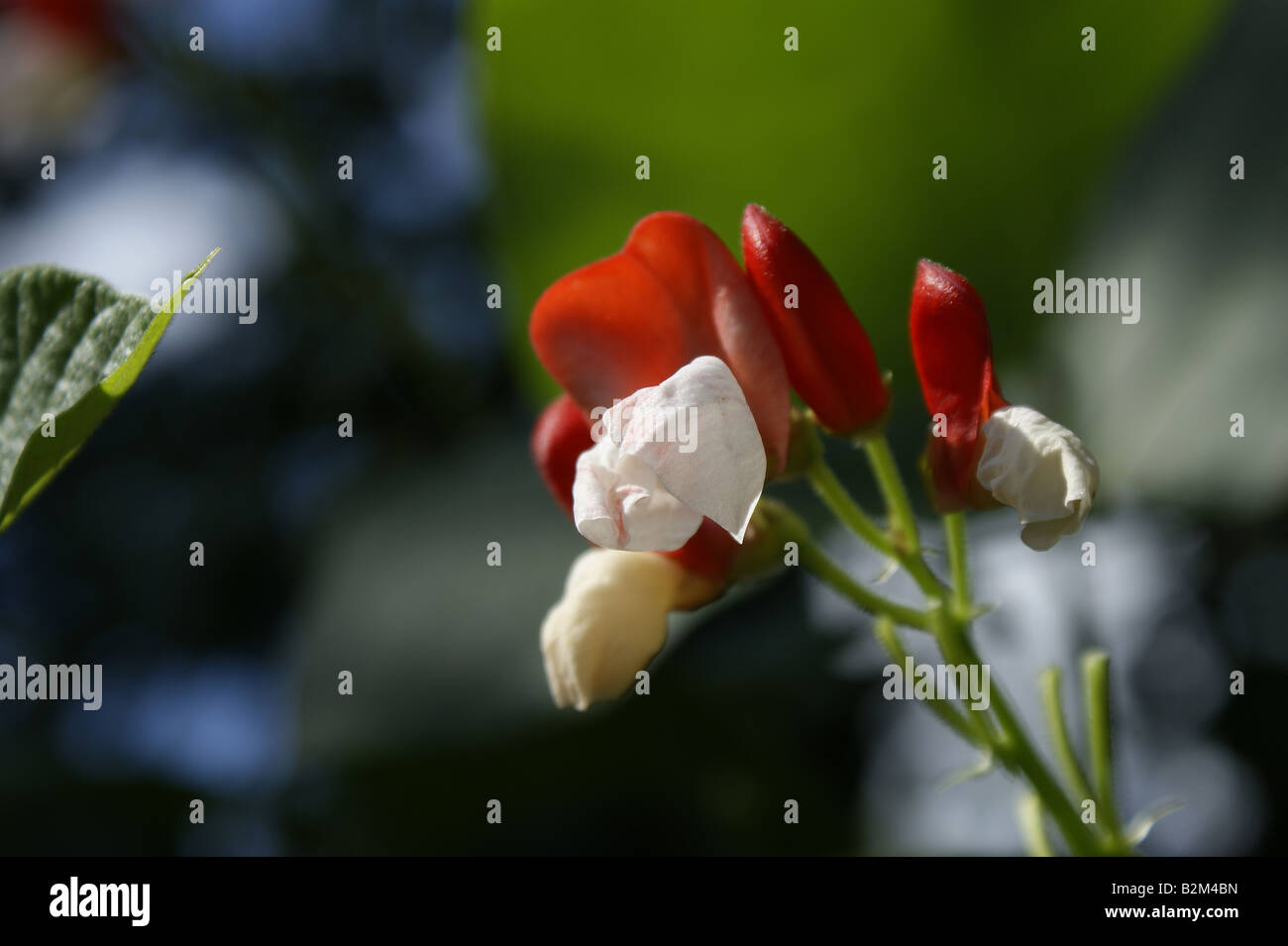 Runner bean flower hi-res stock photography and images - Alamy
