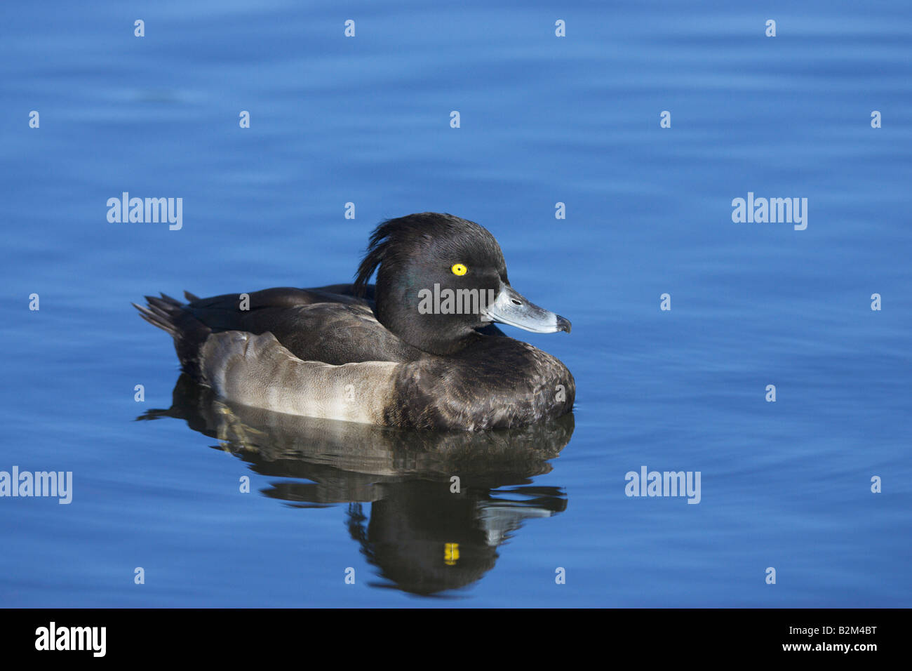 Tufted Duck Aythya fuligula male in eclipse plumage swimming on water Stock Photo