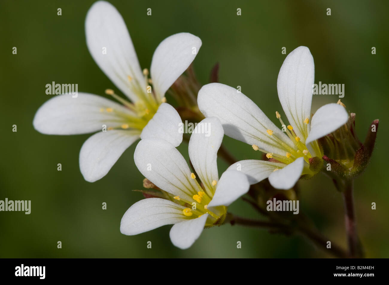 Meadow Saxifrage Saxifraga granulata flowers Stock Photo