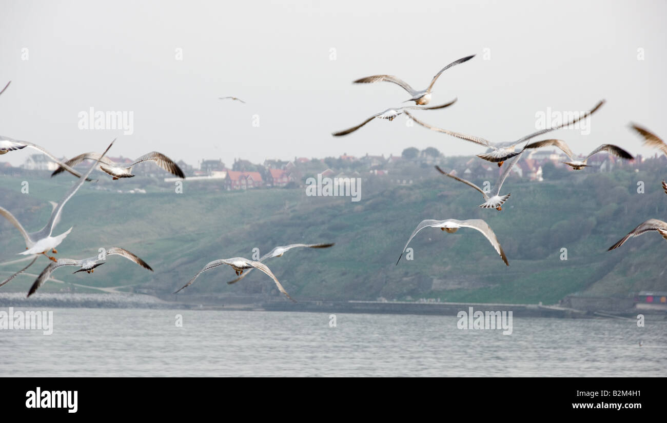 Flock of seagulls flying low over South Bay in Scarborough on a misty day. Stock Photo