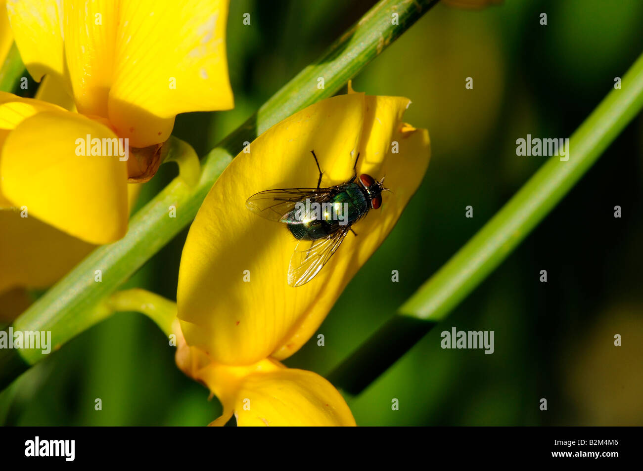 Picture Wing Fly High Resolution Stock Photography and Images - Alamy