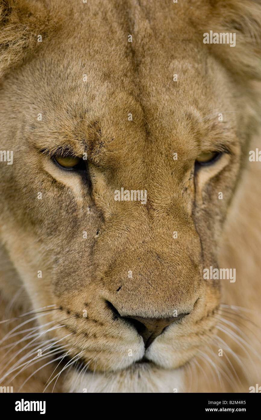 close up of lioness Stock Photo