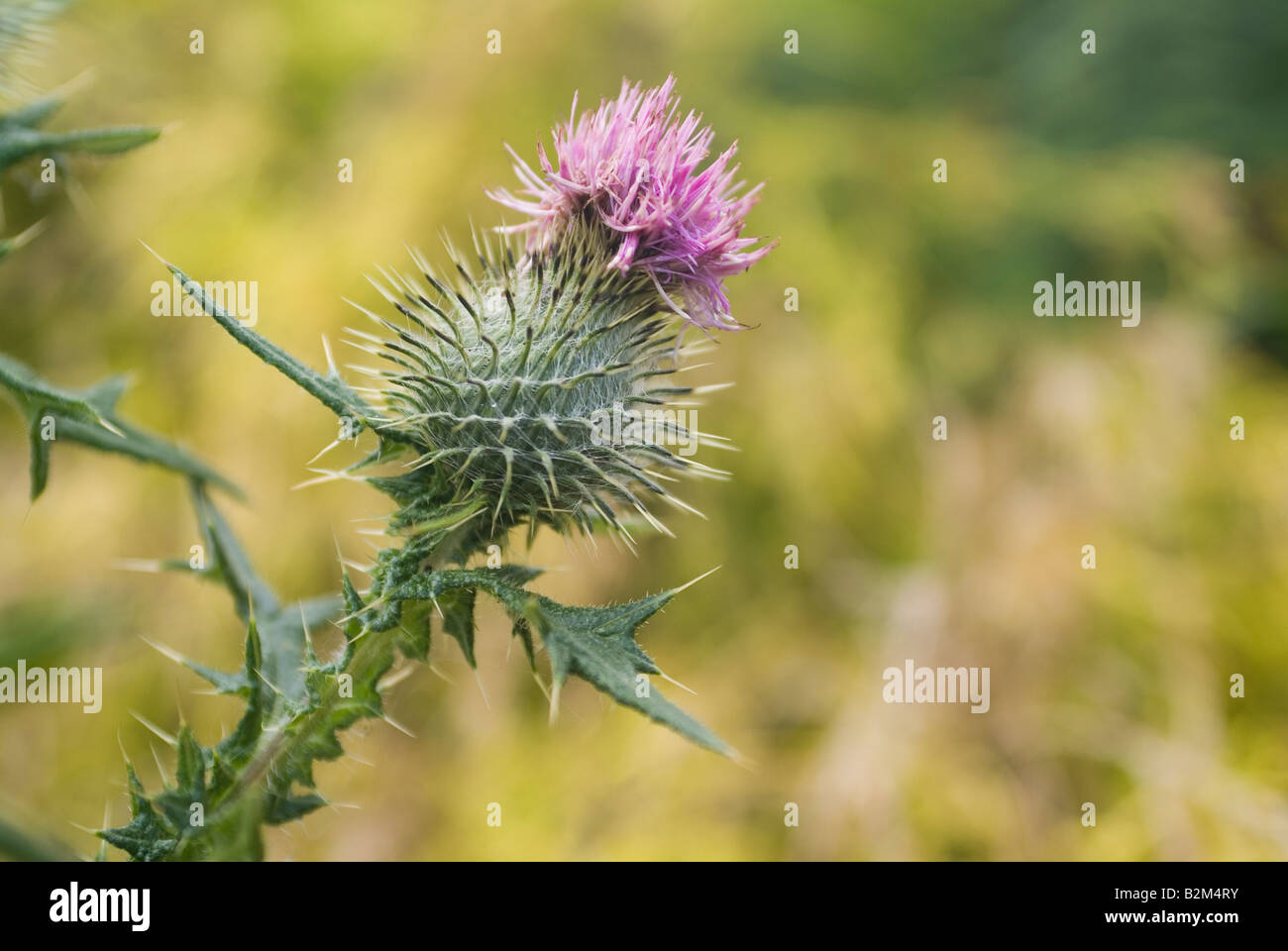 Scottish Thistle Flower landscape format Stock Photo Alamy