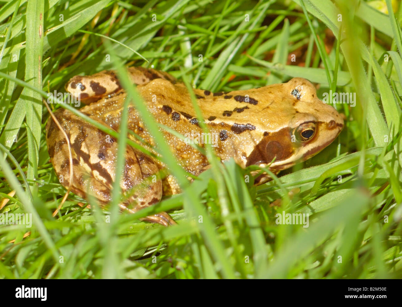 Common Frog Grass Frog Rana Temporaria Wildlife Stock Photo Alamy