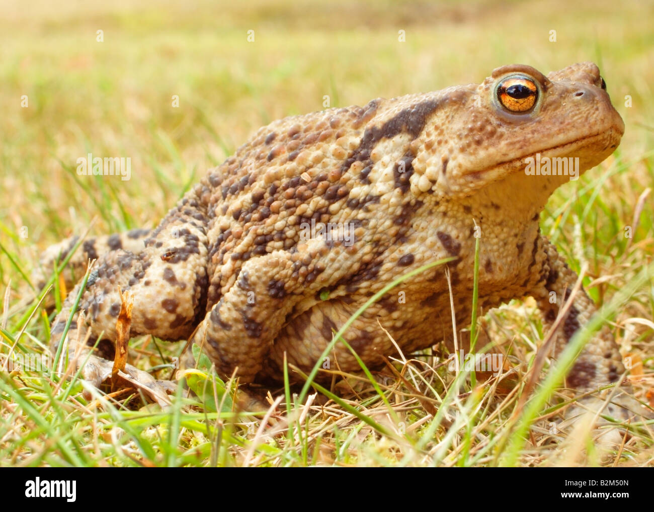 Common Toad Bufo bufo Stock Photo
