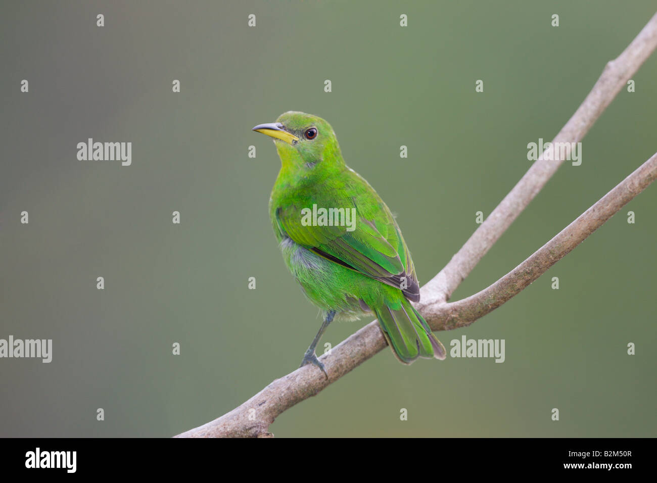 Green Honeycreeper Hi res Stock Photography And Images Alamy green-honeycreeper-hi-res-stock-photography-and-images-alamy