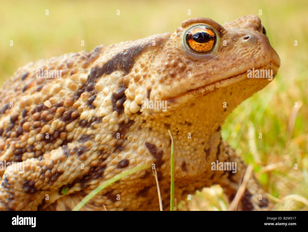 Common Toad Bufo bufo Stock Photo