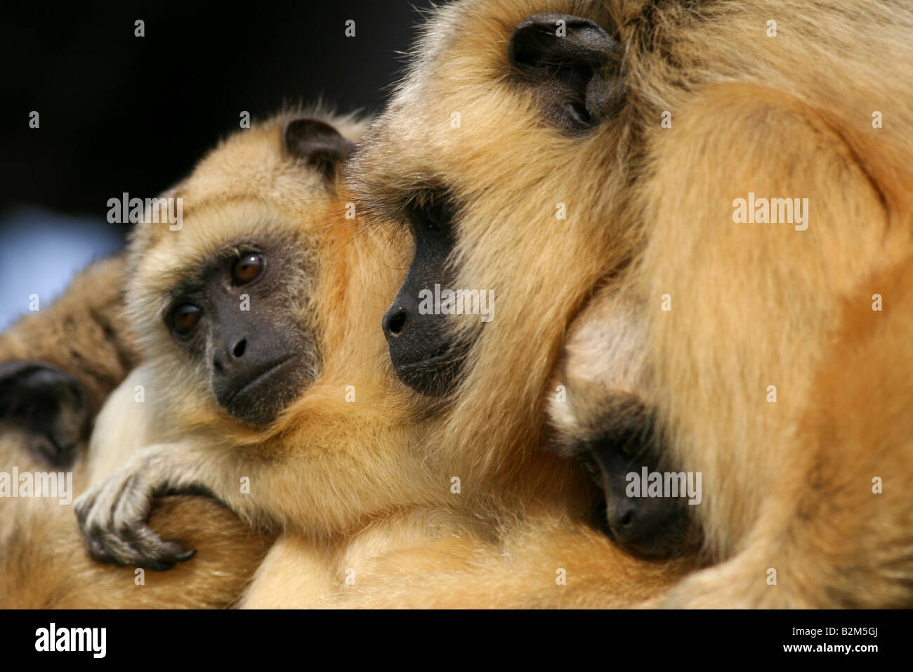 Black howler monkeys Alouatta caraya (females and youngsters) Stock Photo