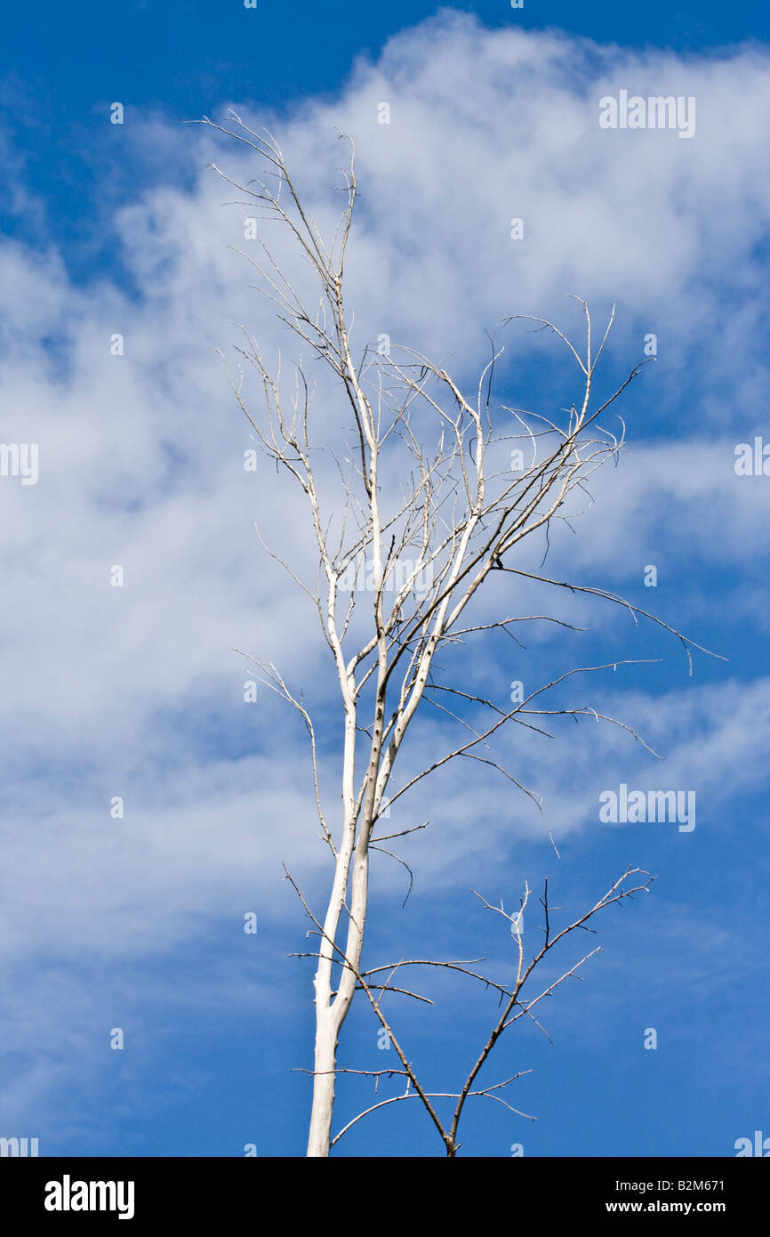 Dead birch tree Stock Photo Alamy