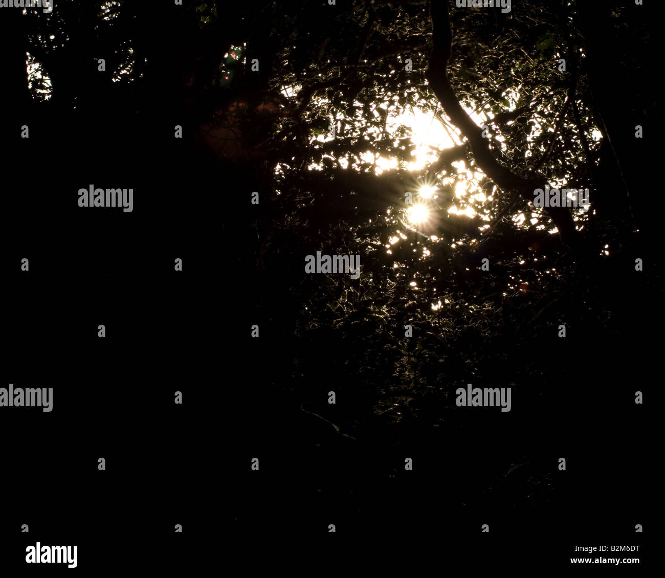 Canopy trees sun ray forest hi-res stock photography and images - Alamy