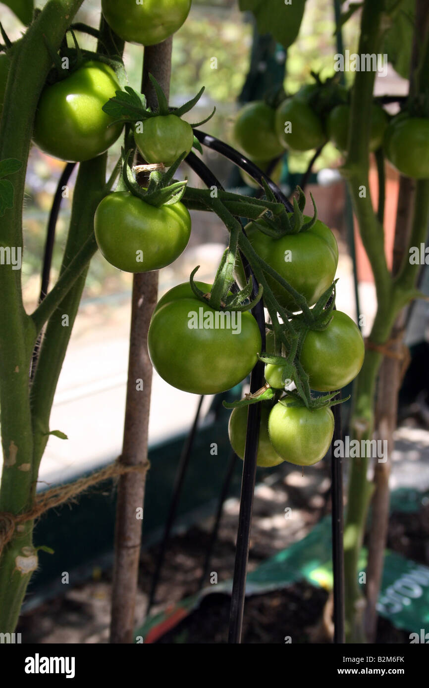 GREENHOUSE GROWBAG GROWN MONEYMAKER TOMATOES ON THE VINE Stock Photo