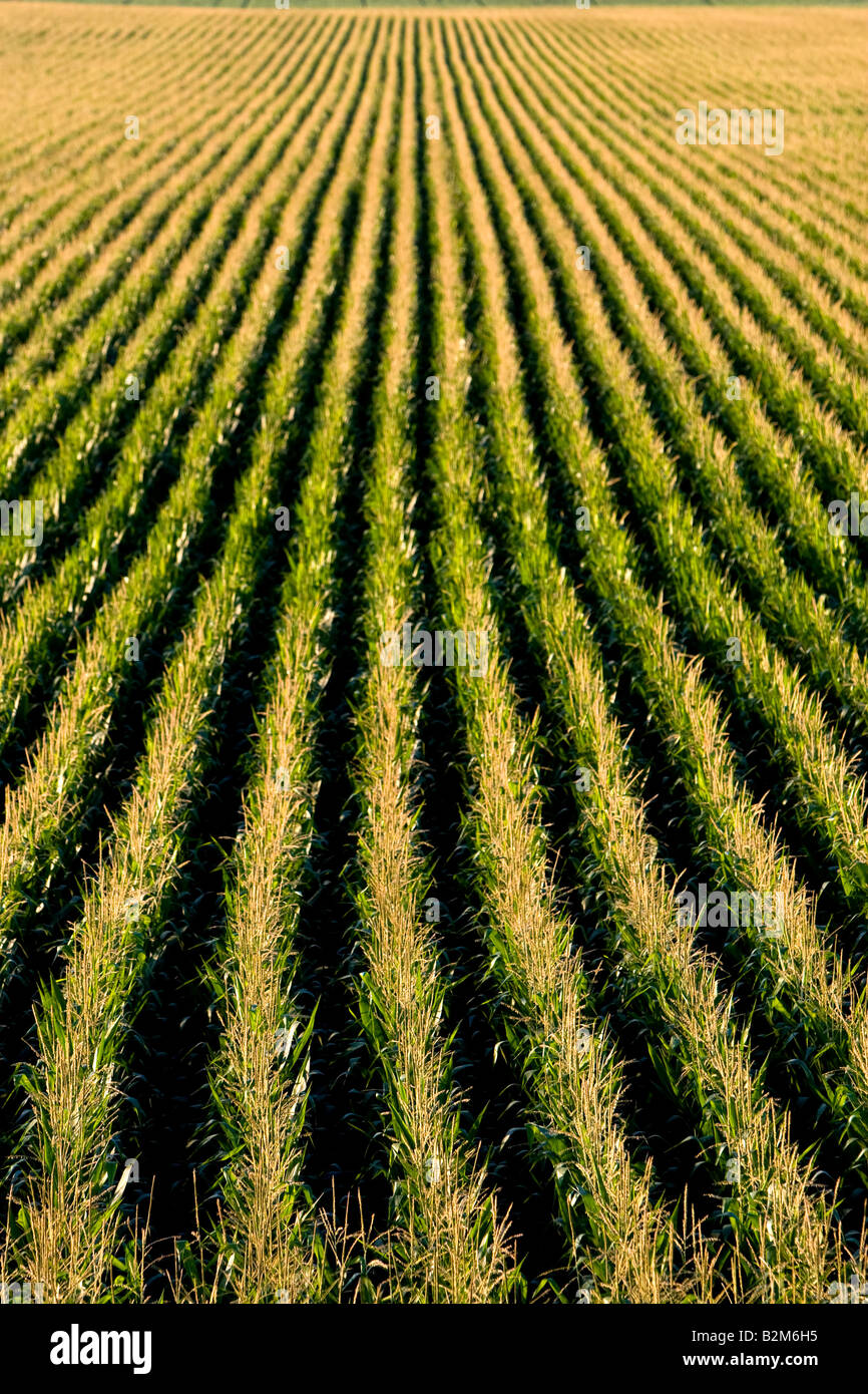 A corn crop is covered in tassels in the summer time. Stock Photo