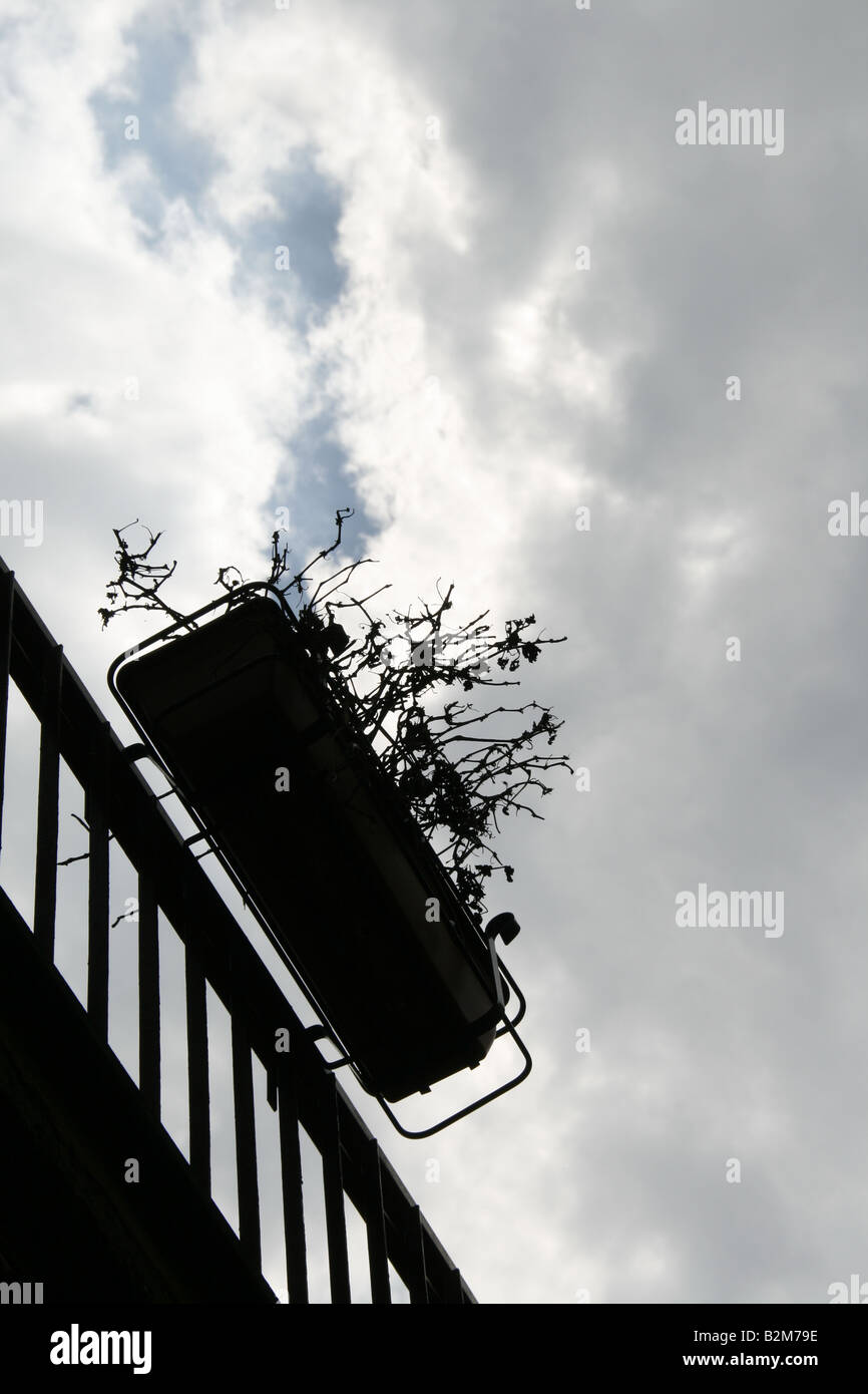 one single pot plant against city skyline Stock Photo - Alamy