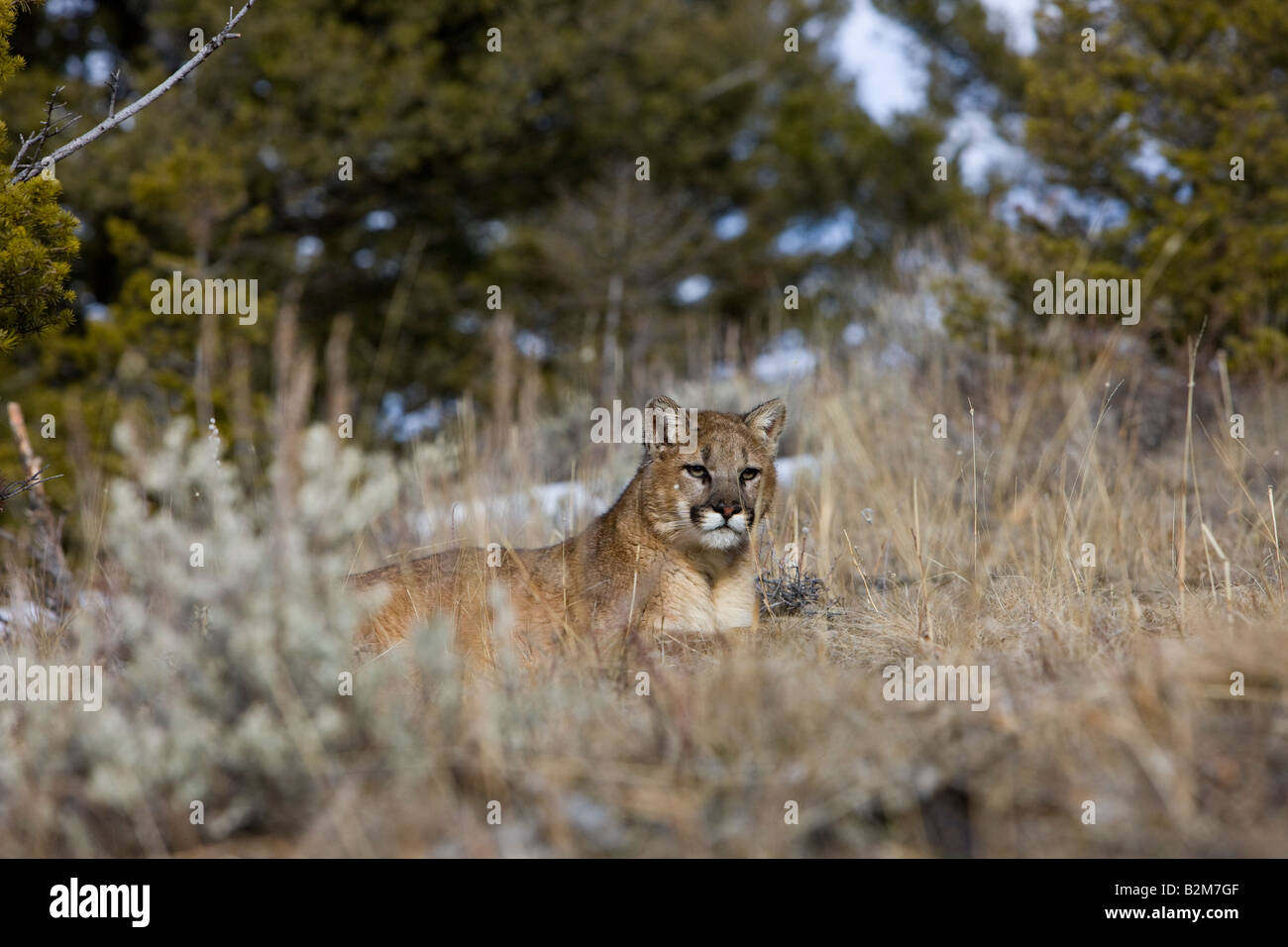 A young mountain lion resting in sage grasses. (captive) Stock Photo
