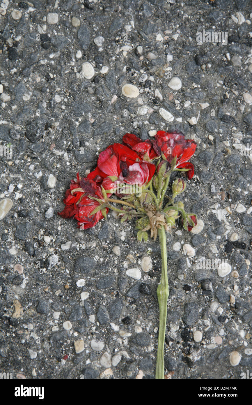 one single red flower crushed on street floor Stock Photo Alamy