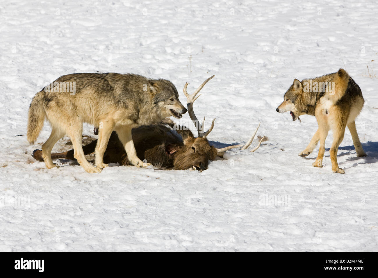 A wolf defends his right to eat a dead elk. (captive) Stock Photo
