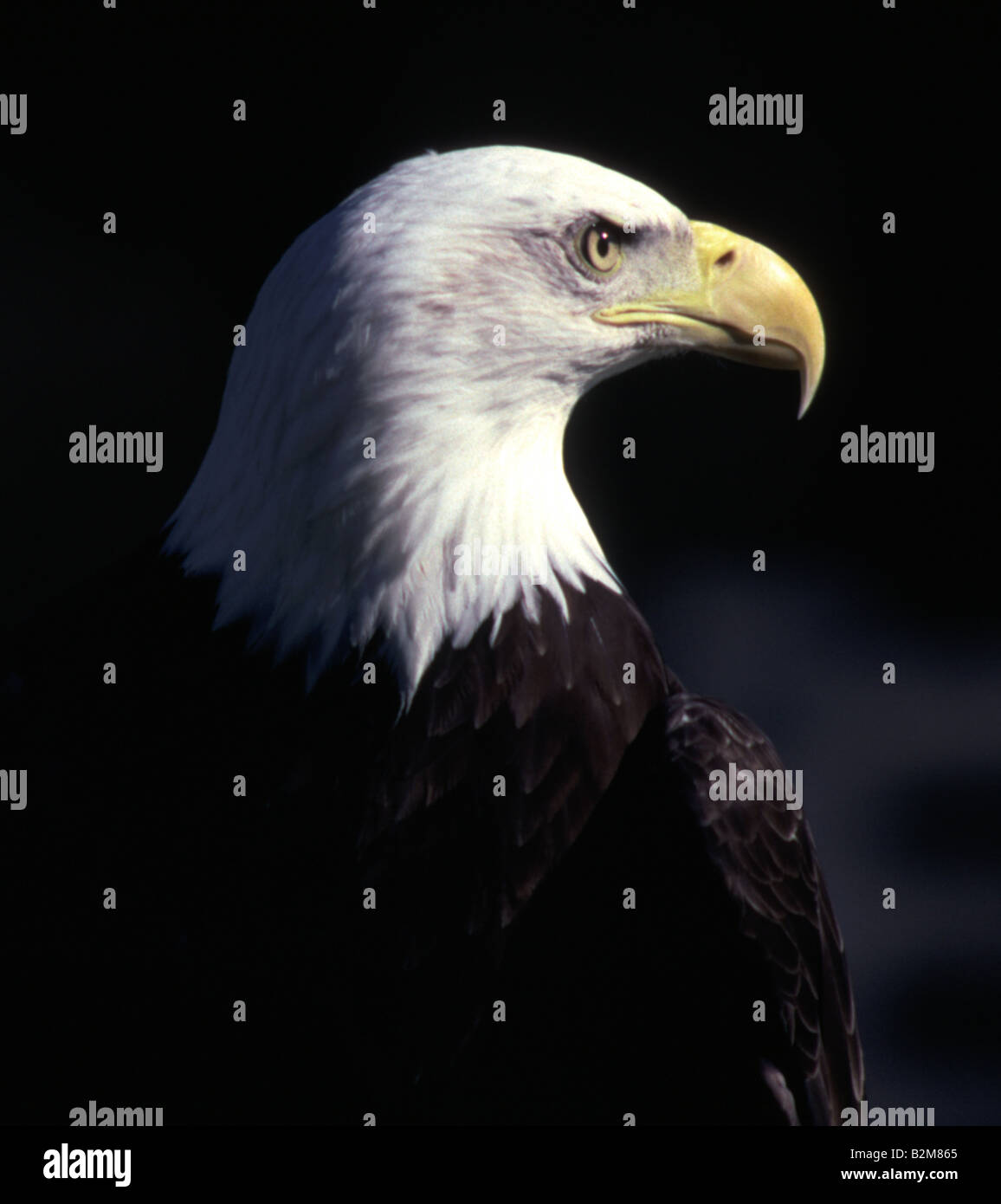 The North American Bald Eagle Head and Shoulders Bust Photo Stock Photo