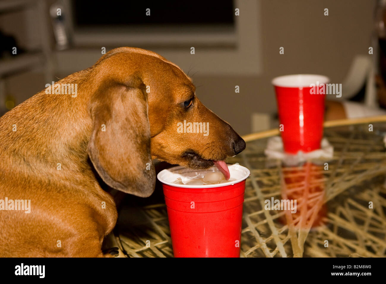 Daschund Dog Drinking from a Plastic Cup on a Table Stock Photo Alamy