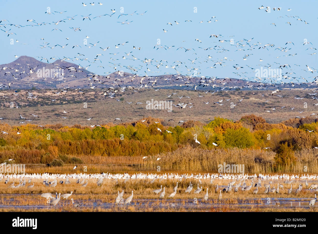 Bosque del apache animal hi-res stock photography and images - Alamy