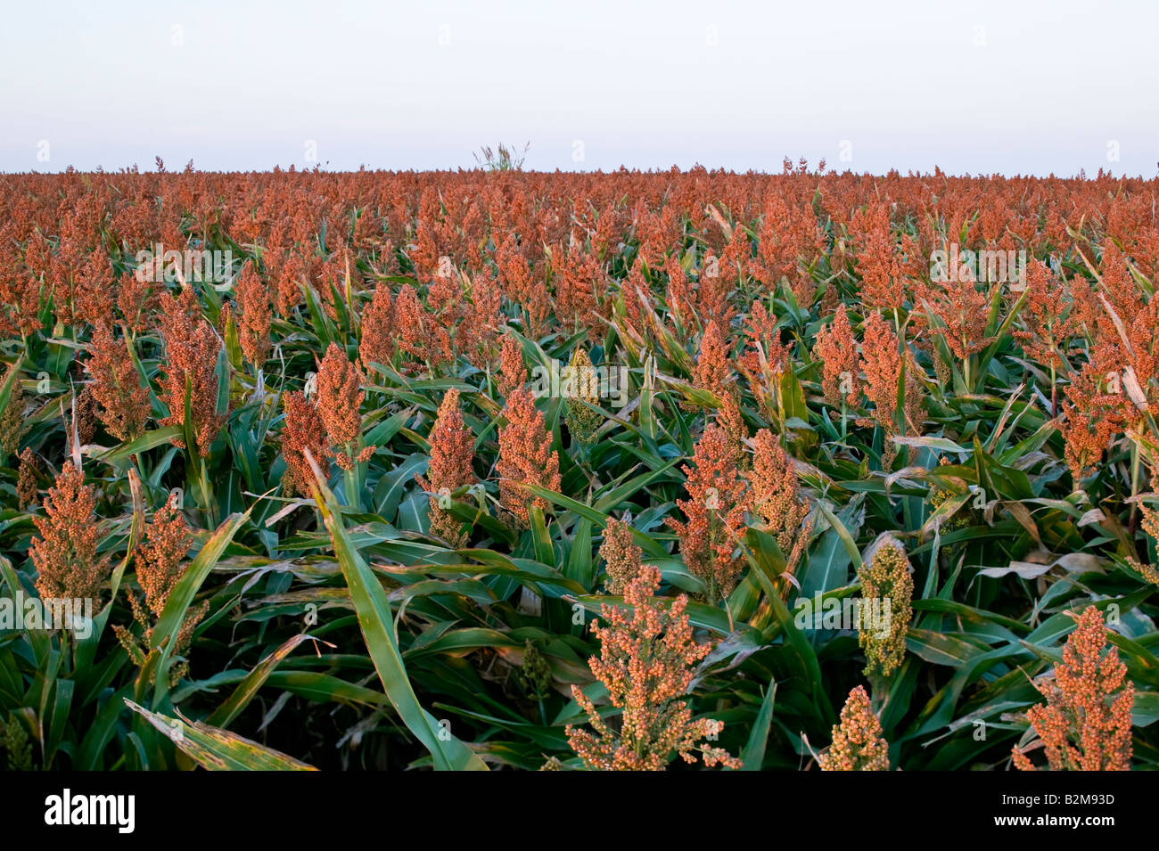 Sorghum grain silage hi-res stock photography and images - Alamy
