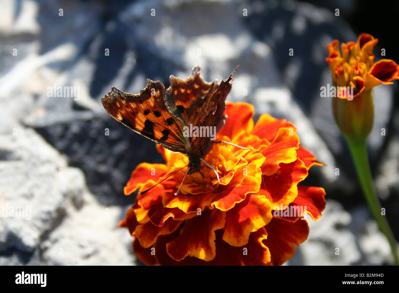 butterfly over targetes flower Stock Photo