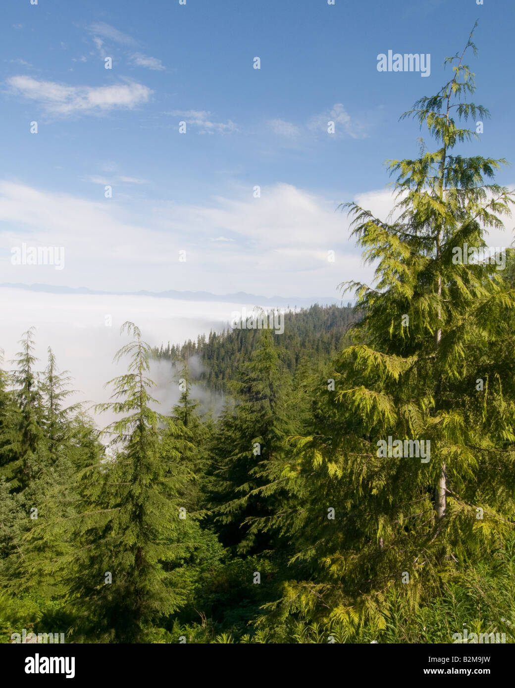 Mountain view with trees and mist or low clouds hanging on the top Stock Photo