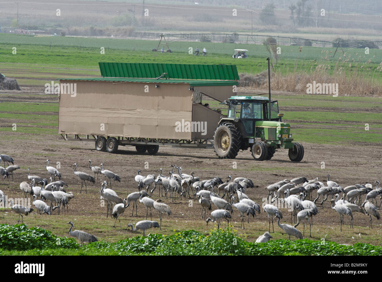 Hula valley cranes hi-res stock photography and images - Alamy