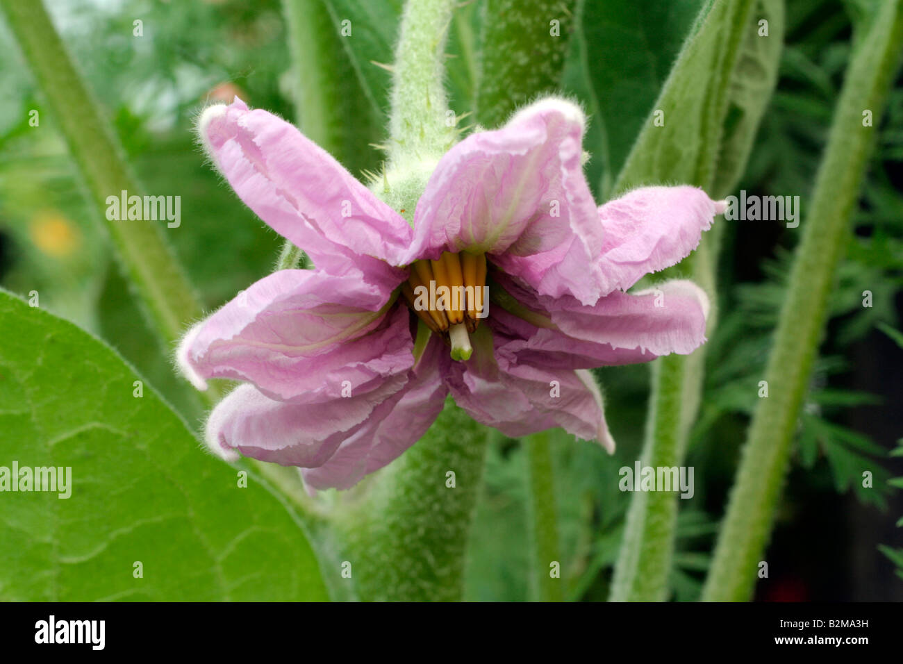 FLOWER AUBERGINE BONICA F1 EGG PLANT Stock Photo