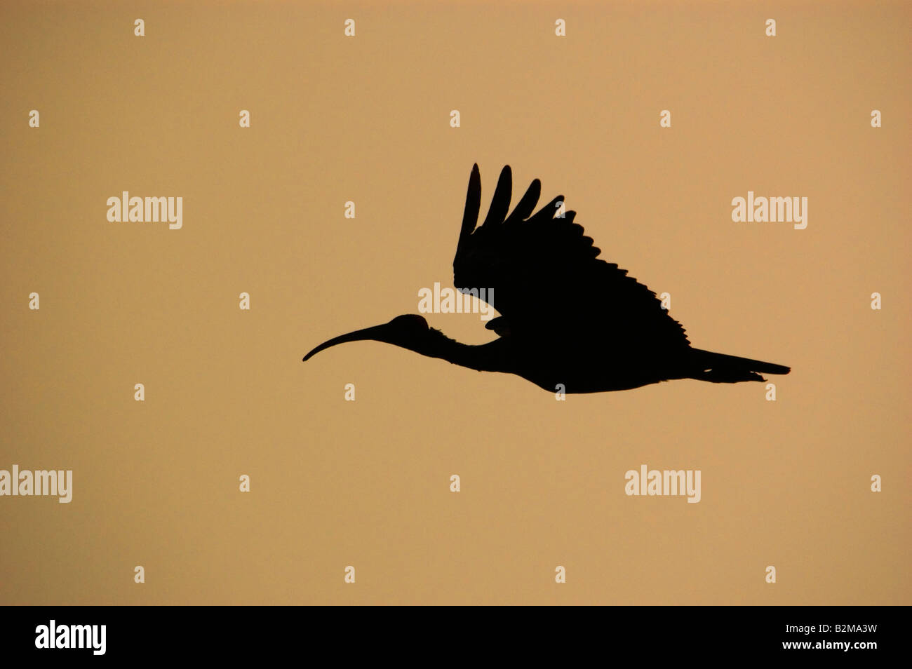 black ibis in flight Stock Photo