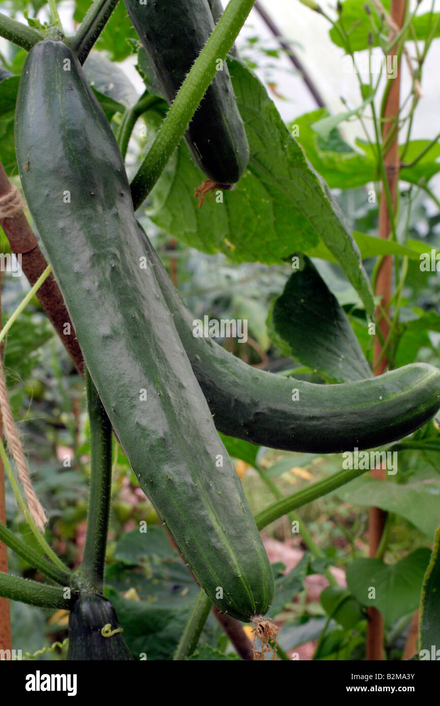 JAPANESE CUCUMBER NATSUHIKARI F1 Stock Photo