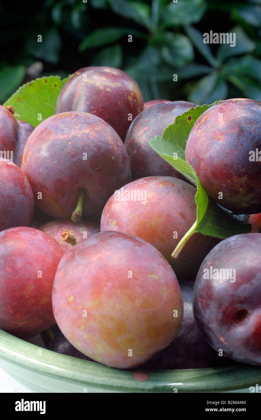 Prunus domestica plum ripe fruit hires stock photography and images