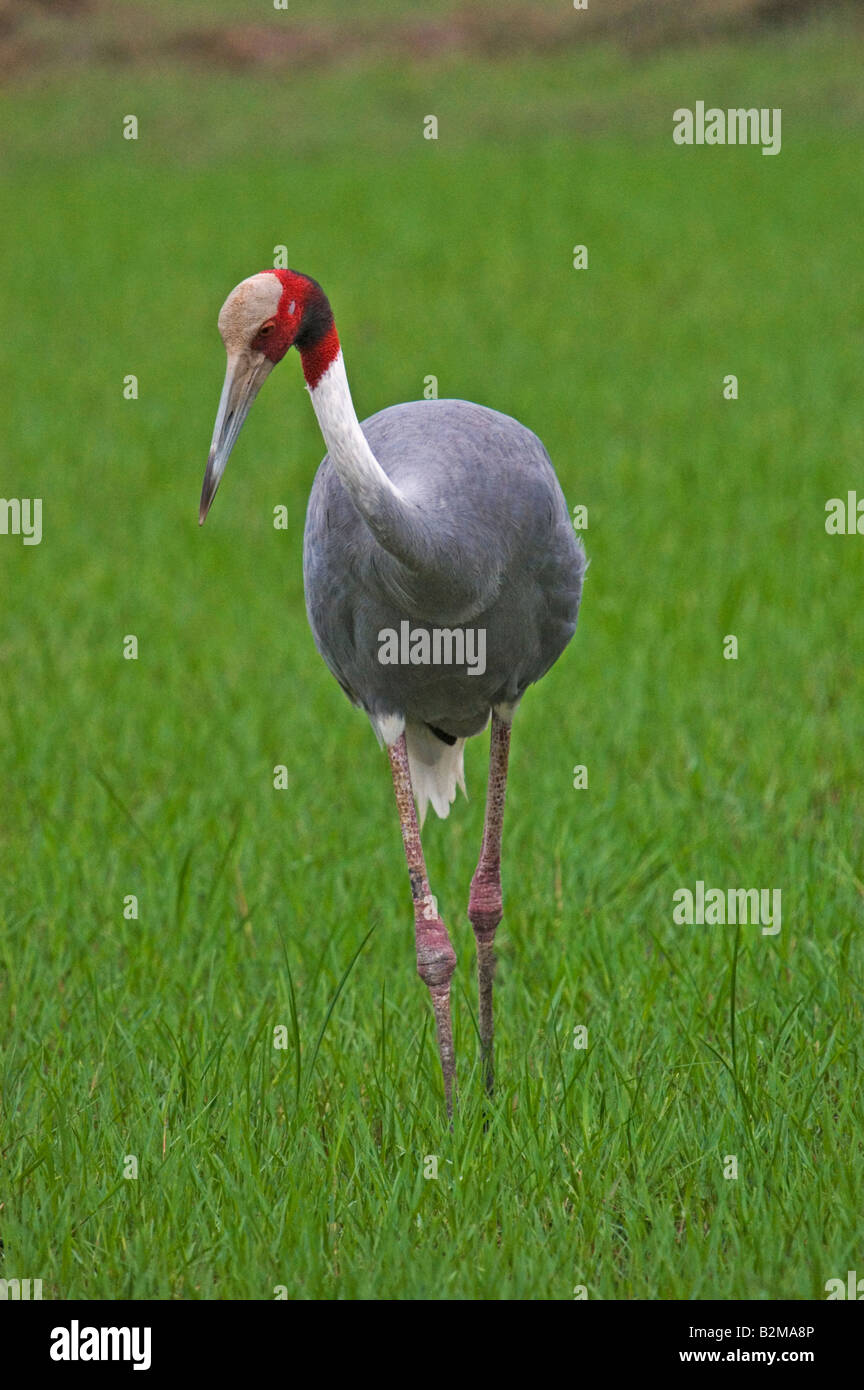 Crane bird hires stock photography and images Alamy