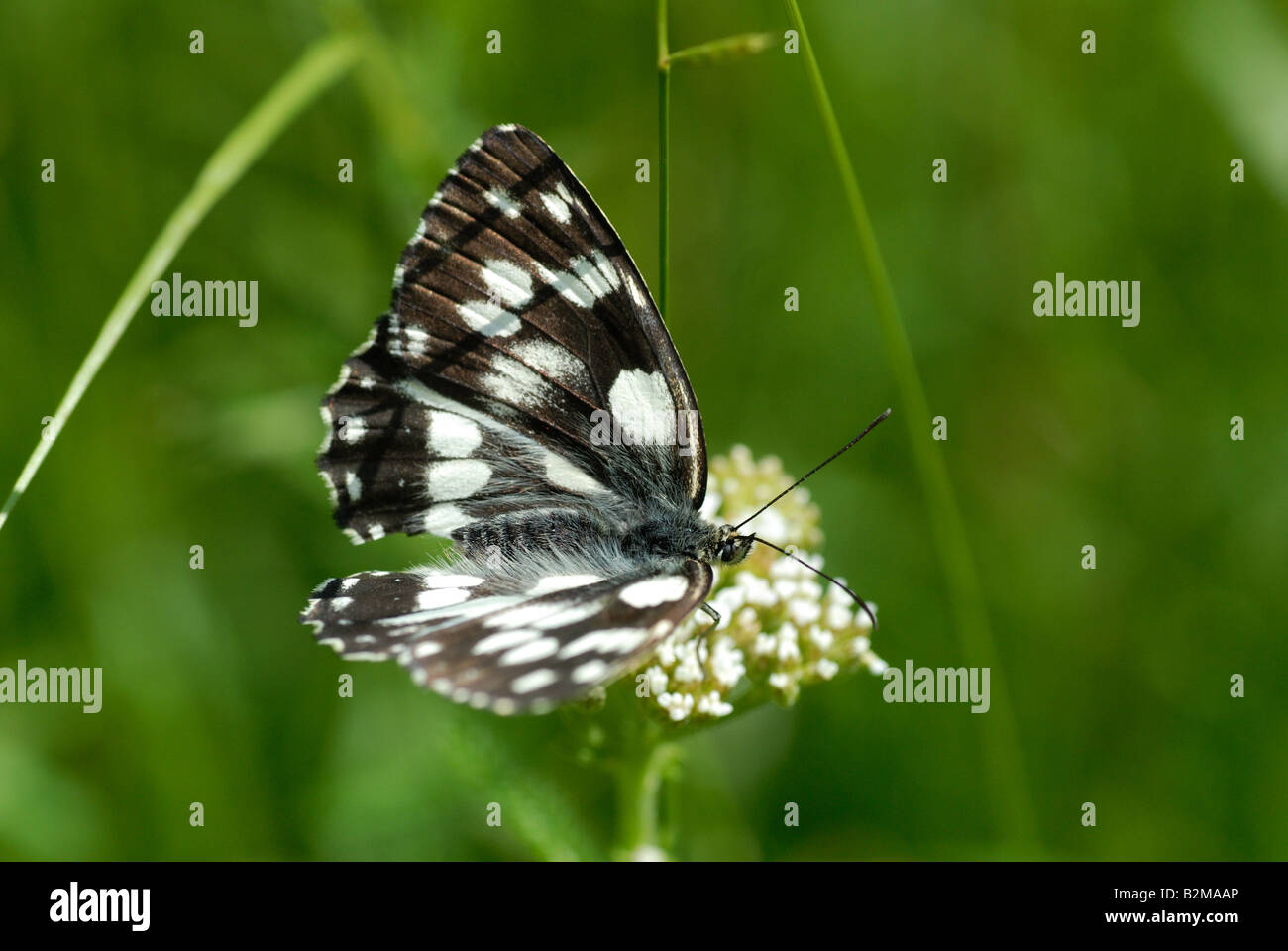 Marbled White (Melanargia galathea) Stock Photo