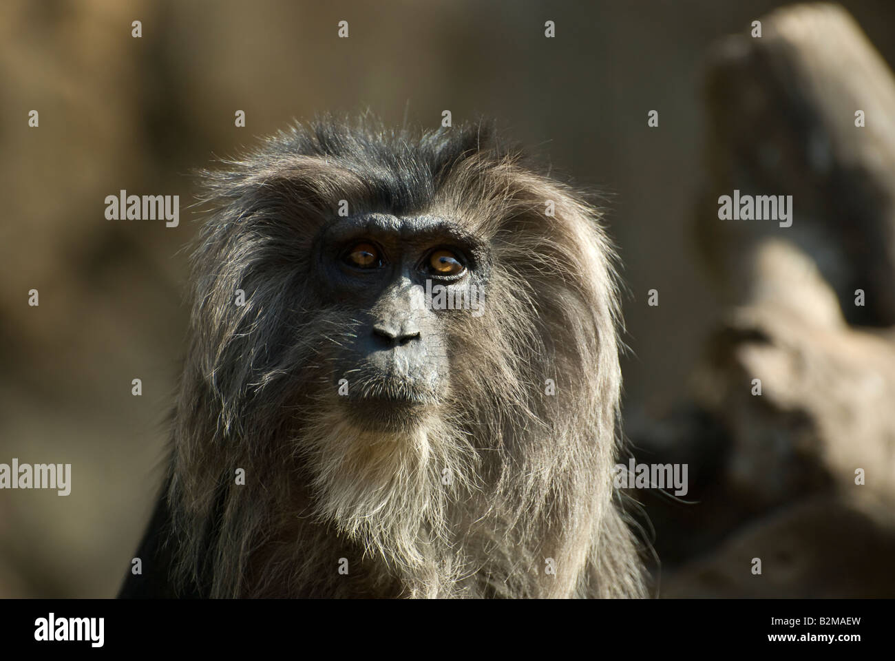 Macaque portrait hi-res stock photography and images - Alamy