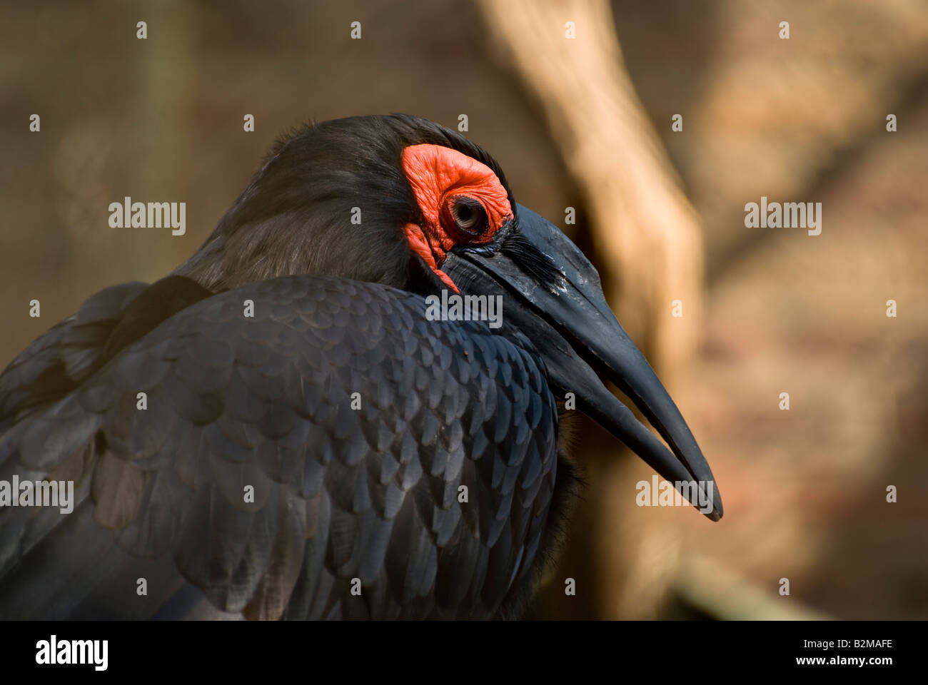 Ground Hornbill portrait Stock Photo
