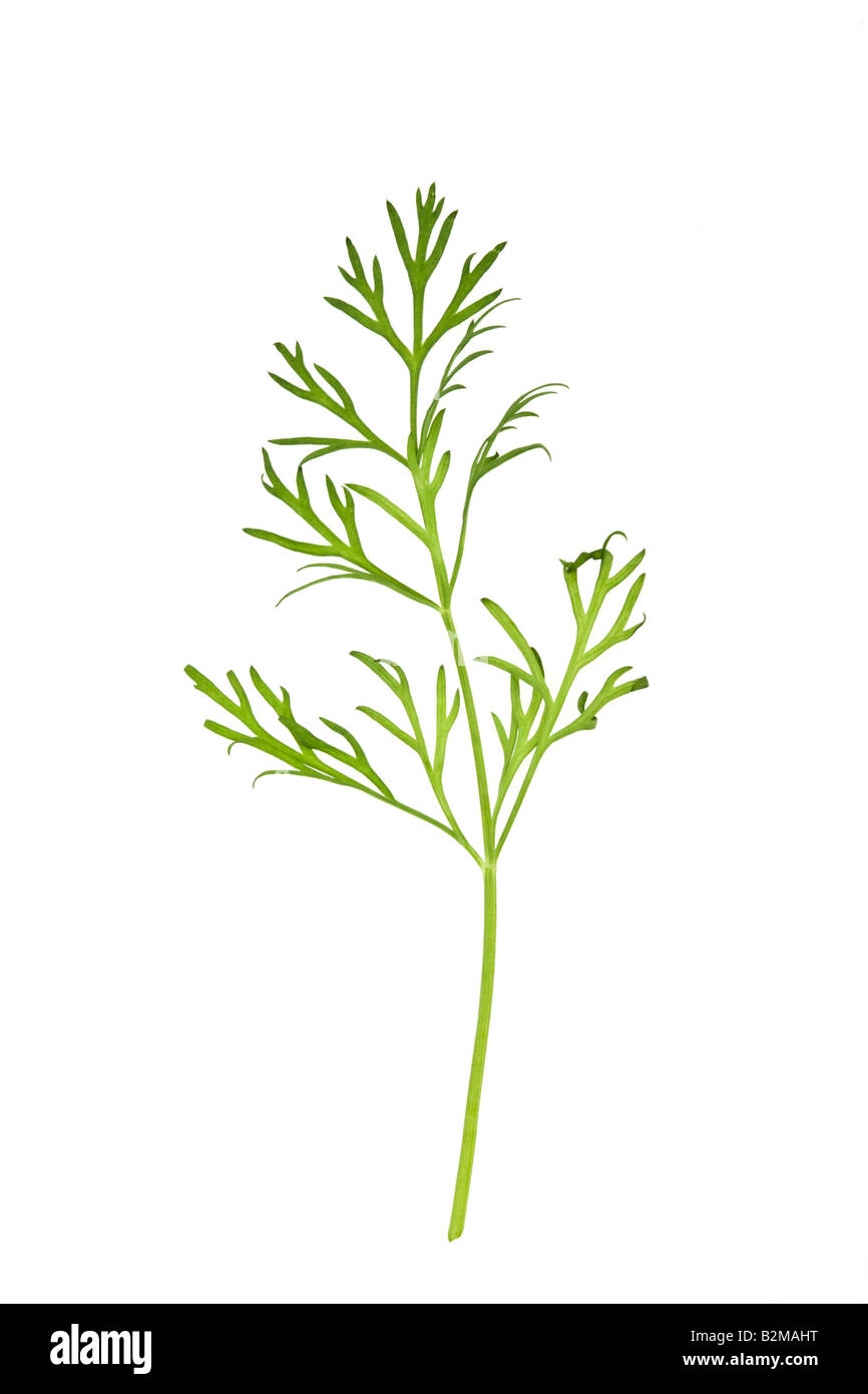 Green Dill Leaves Stock Photo Alamy