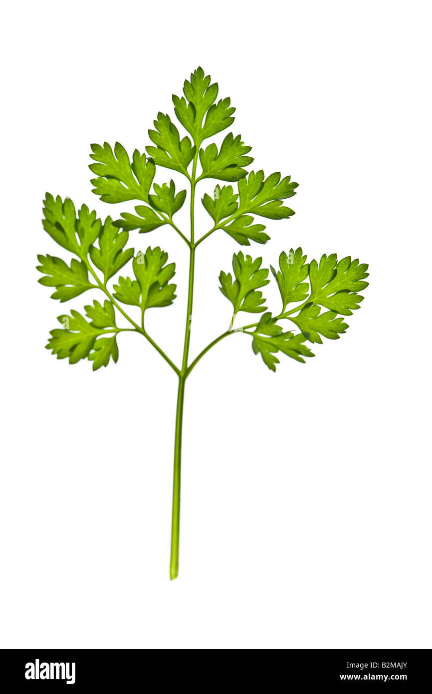 Cumin plant hires stock photography and images Alamy